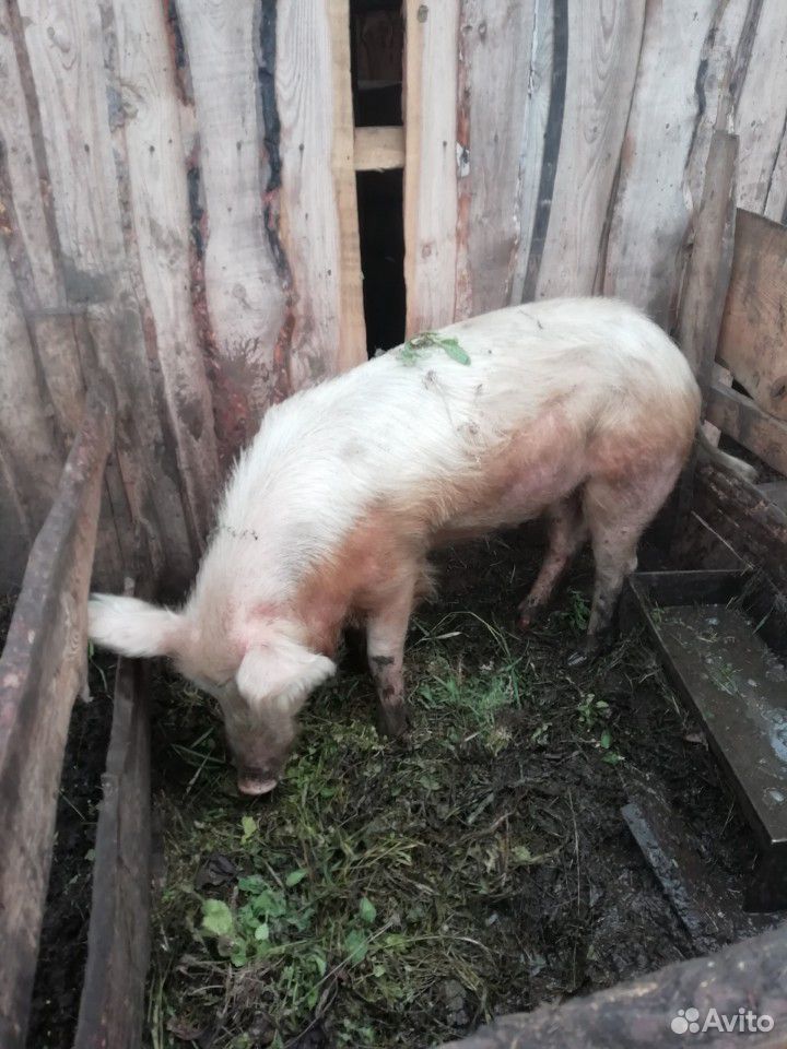 Свиньи на доращевание купить на Зозу.ру - фотография № 5