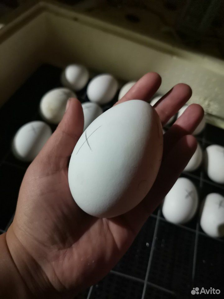 Инкубационое яйцо Гусей купить на Зозу.ру - фотография № 2