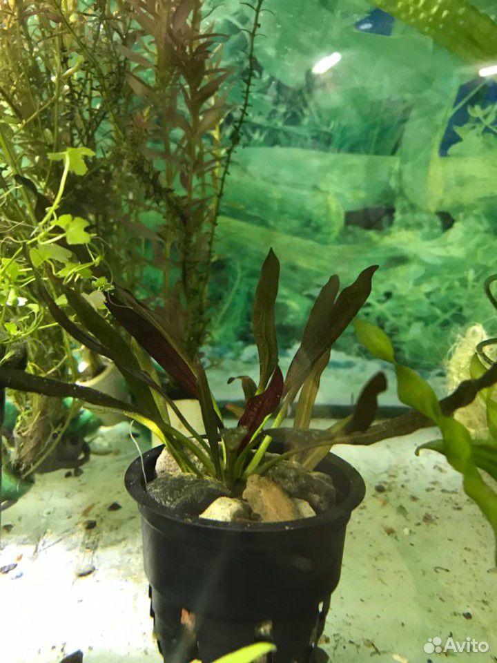 Растения аквариумные купить на Зозу.ру - фотография № 4