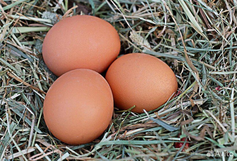 Инкубационные яйца куриные и гусиные купить на Зозу.ру - фотография № 1