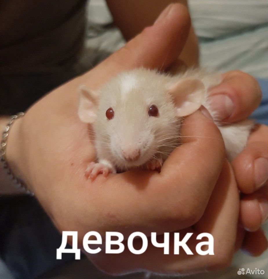 Крысёнок купить на Зозу.ру - фотография № 7