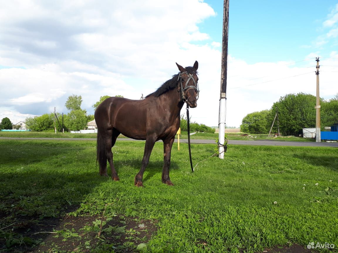Продам рабочую лошадь купить на Зозу.ру - фотография № 4