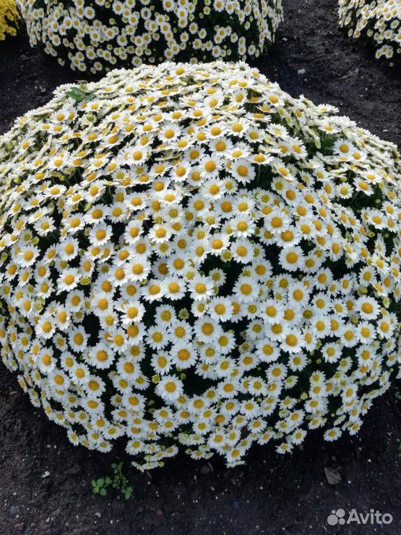 Хризантема шаровидная купить на Зозу.ру - фотография № 2