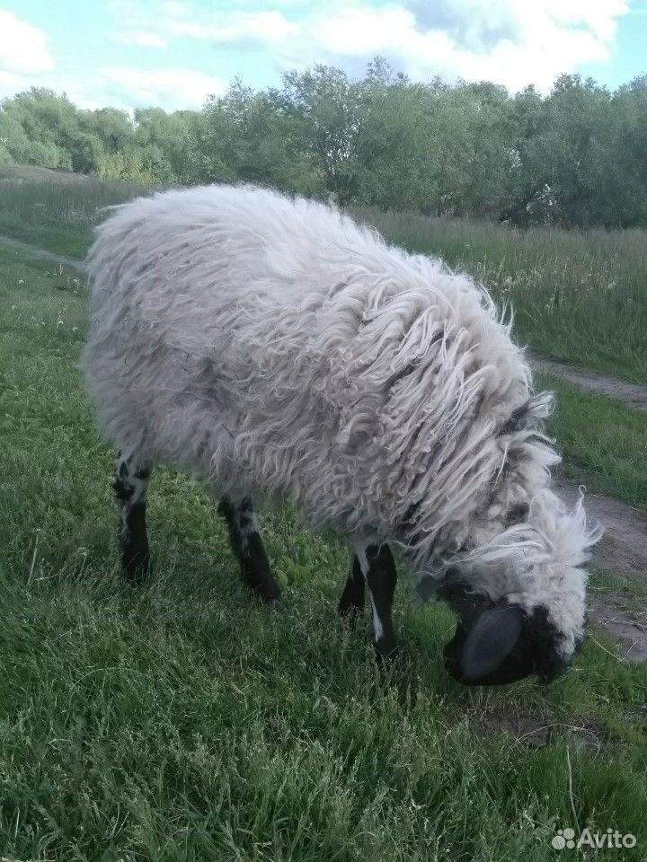 Овца эдильбаевской породы купить на Зозу.ру - фотография № 2