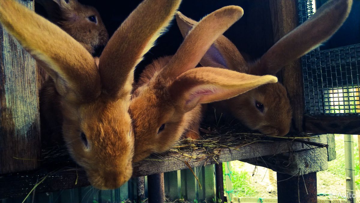 Кролики немецкие Ризен голд купить на Зозу.ру - фотография № 1