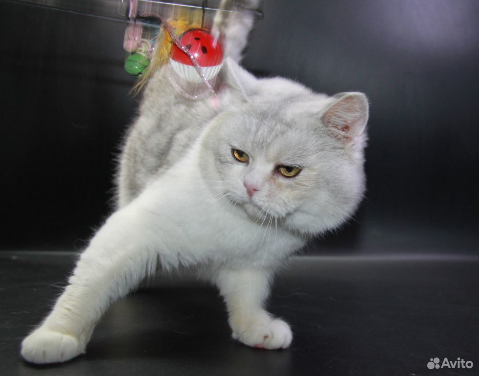 Шикарный котик на вязку купить на Зозу.ру - фотография № 3