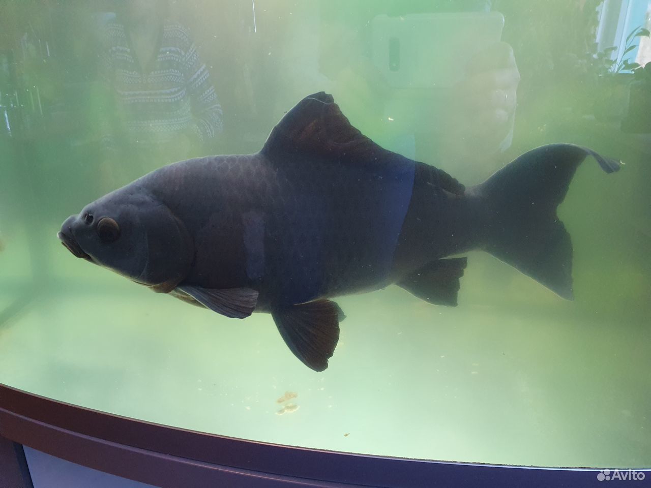 Золотая рыбка (чёрного окраса) купить на Зозу.ру - фотография № 1