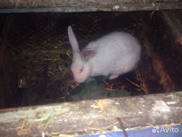Кролик-производитель Белый паннон и крольчата купить на Зозу.ру - фотография № 10