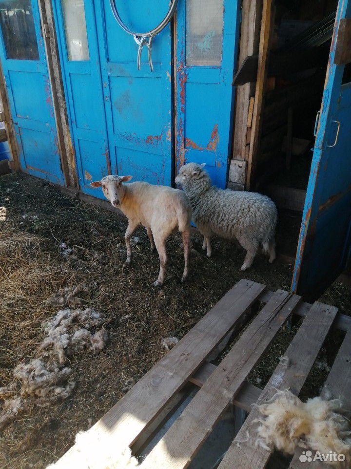 Козла и казел овца с ягнёнком купить на Зозу.ру - фотография № 3