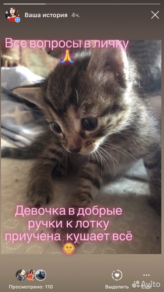 Котята купить на Зозу.ру - фотография № 1