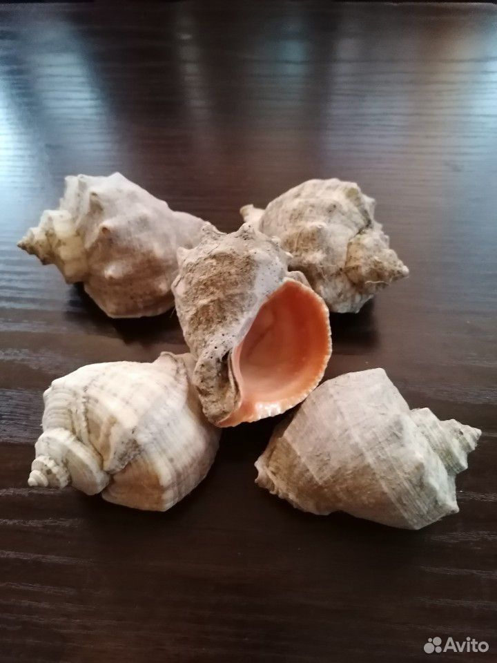 Моллюска брянск. Посуда для устриц. Macoma balthica. Моллюска брянск. Тарелка для подачи устриц.