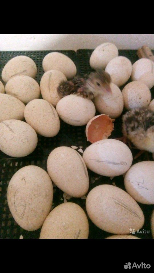 Яйцо индюшинное инкубационное купить на Зозу.ру - фотография № 1