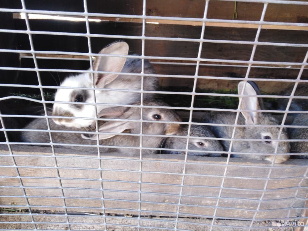 Петух кролики купить на Зозу.ру - фотография № 3