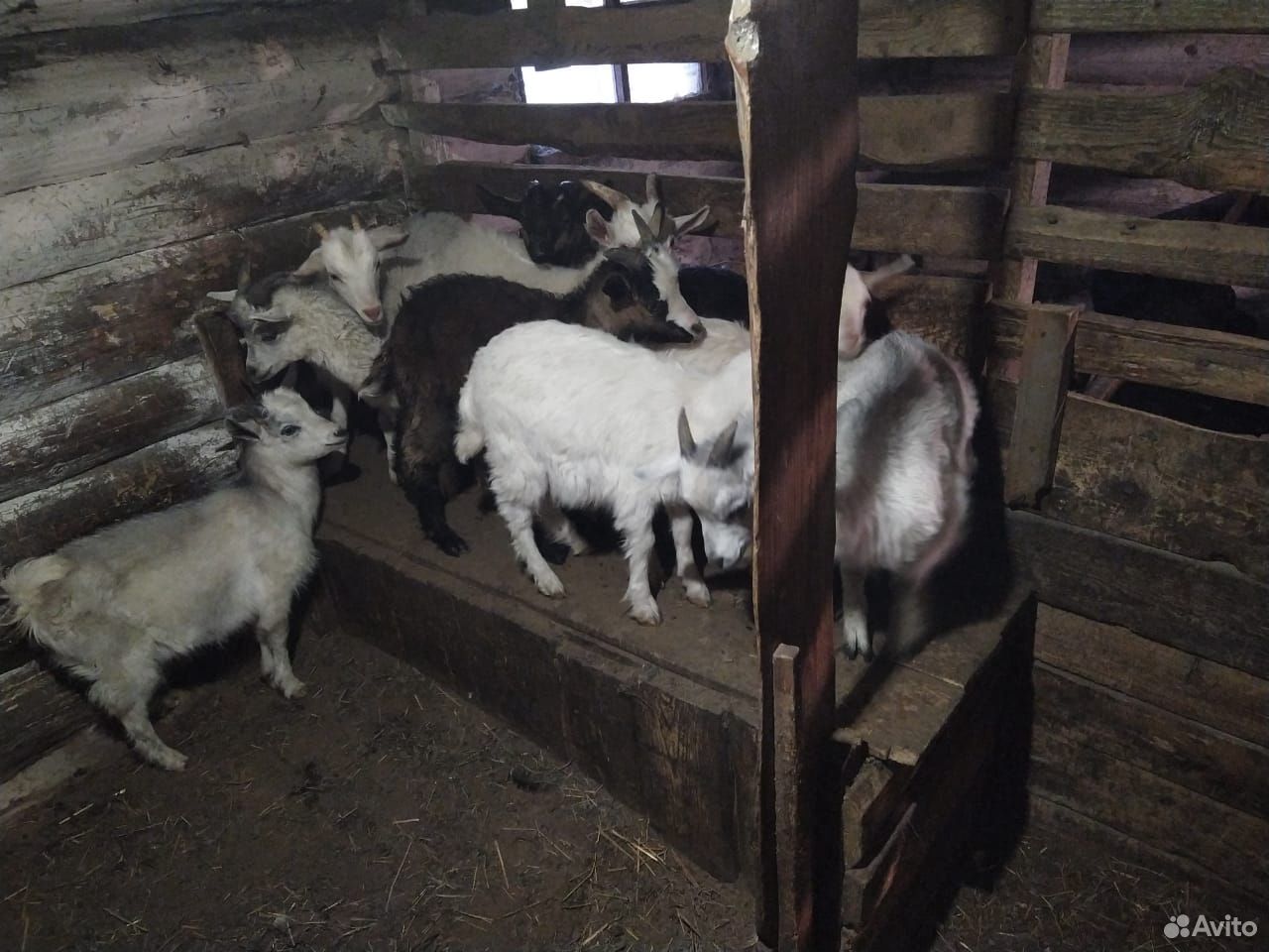 Молочные козы и козочки купить на Зозу.ру - фотография № 2