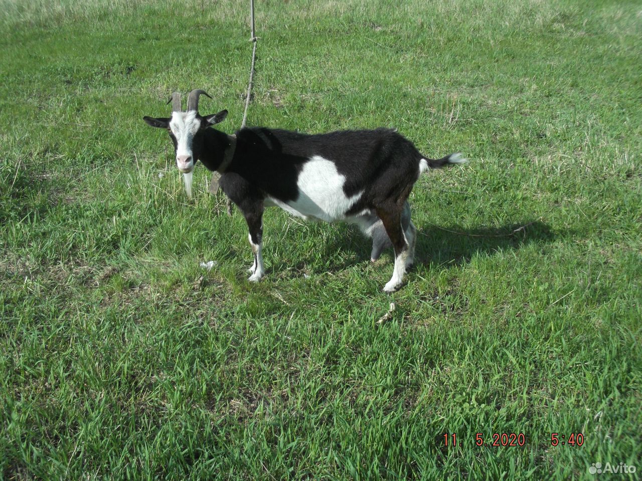 Продаётся крупная здоровая коза купить на Зозу.ру - фотография № 4