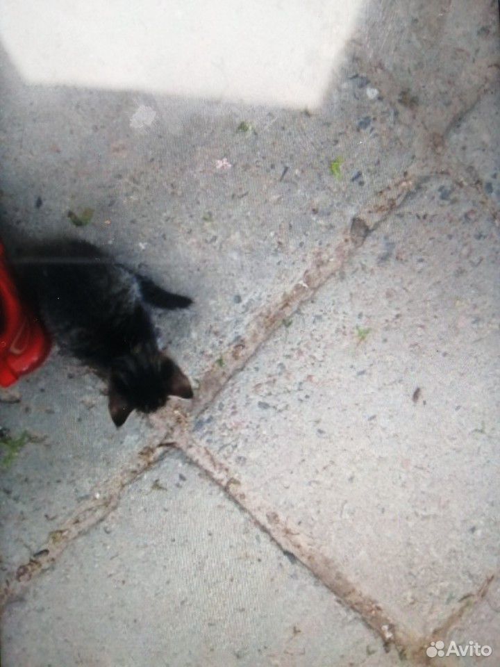 Котёнок умирает на улице купить на Зозу.ру - фотография № 3