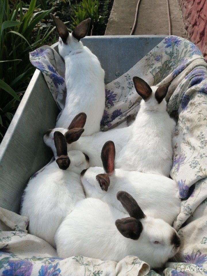 Кролики Калифорнийские купить на Зозу.ру - фотография № 1