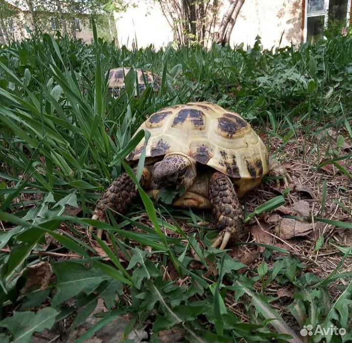 Сухопутная черепаха купить на Зозу.ру - фотография № 1