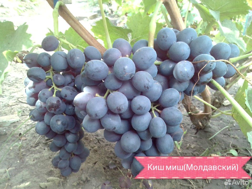 Саженцы винограда купить на Зозу.ру - фотография № 10