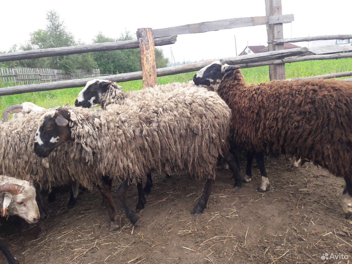 Продам овец. бараны купить на Зозу.ру - фотография № 2