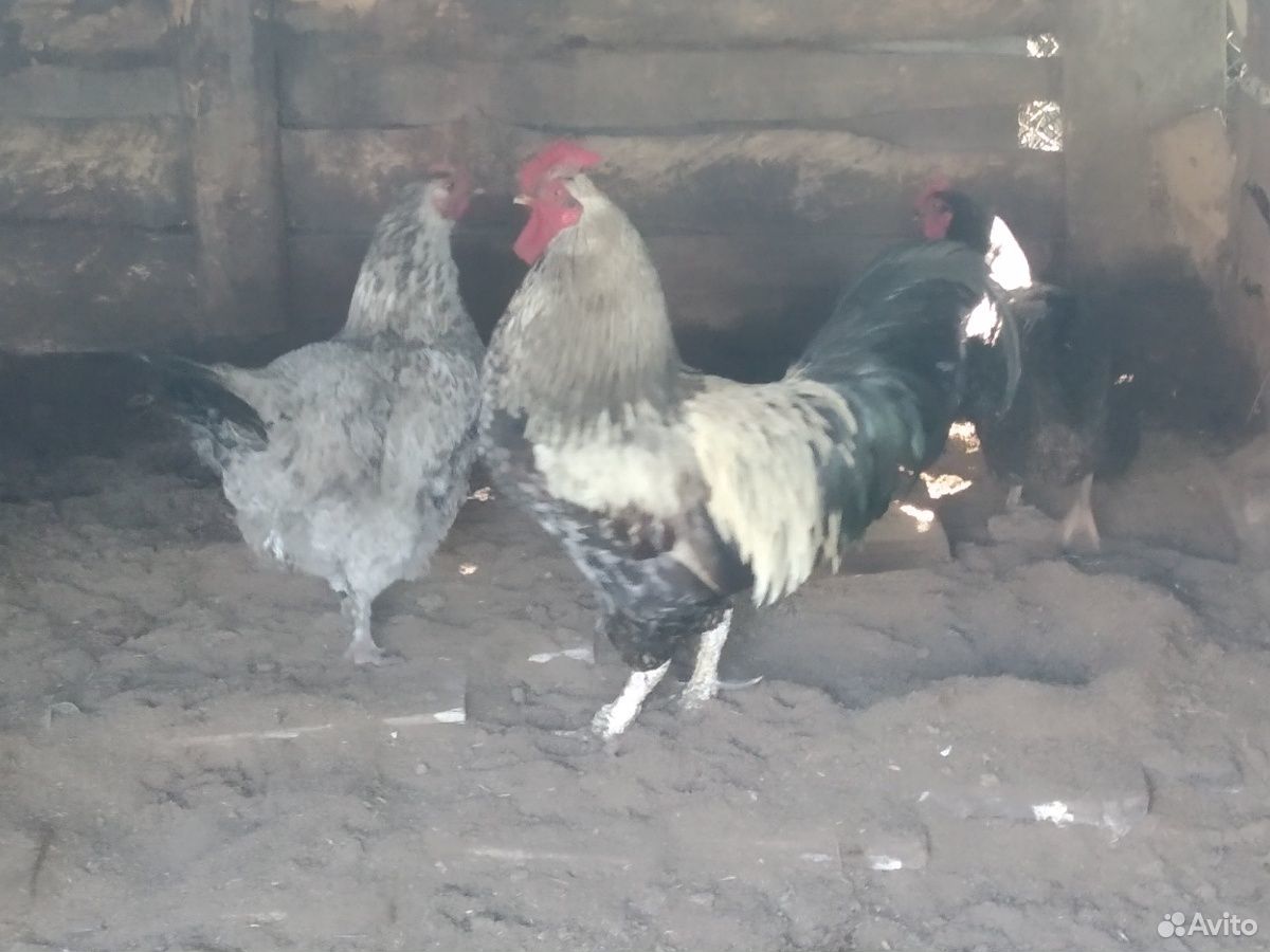 Петух,и 4 курицы купить на Зозу.ру - фотография № 1