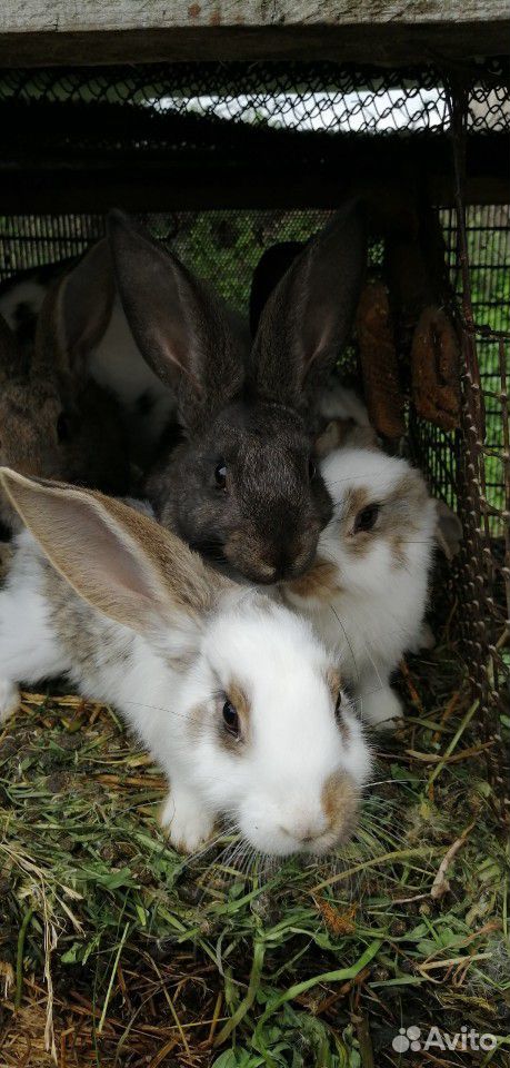 Кролики (1-3 месячные) купить на Зозу.ру - фотография № 7