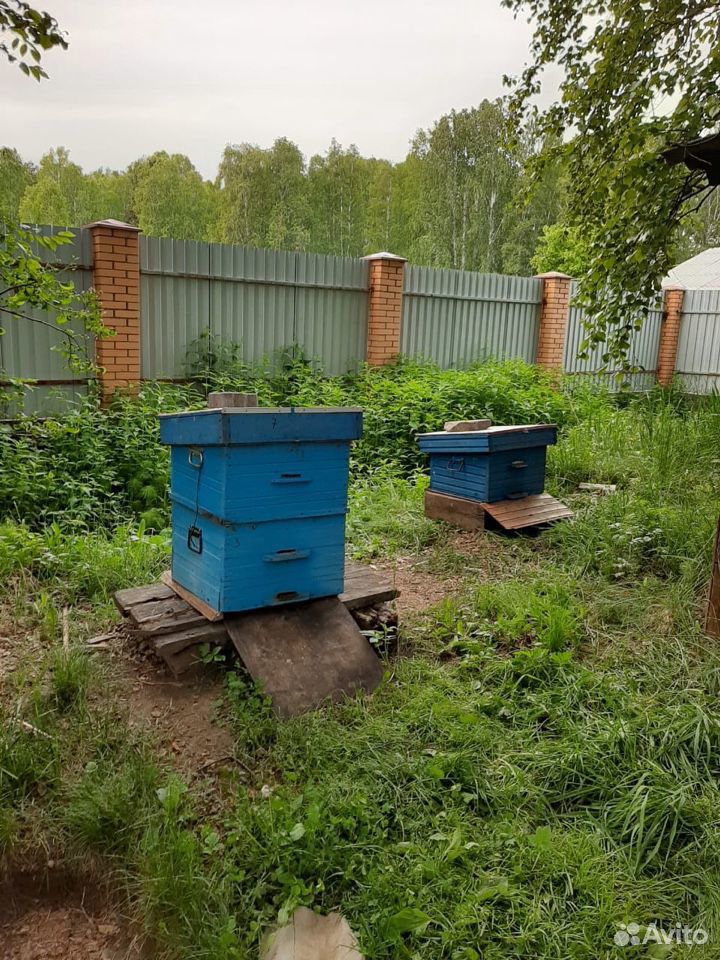Улей(пчёлы) купить на Зозу.ру - фотография № 1