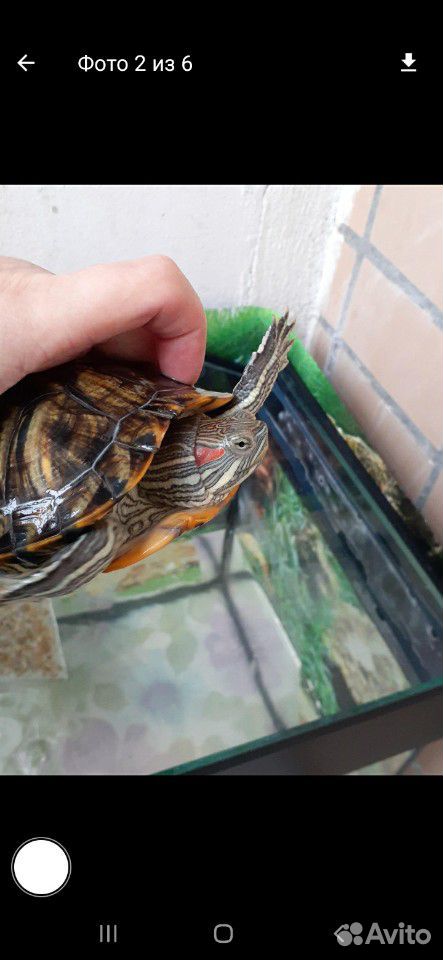 Красноухая черепаха девочка купить на Зозу.ру - фотография № 2
