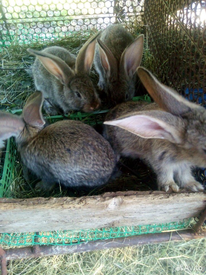 Крольчата(Крупных мясных пород купить на Зозу.ру - фотография № 3