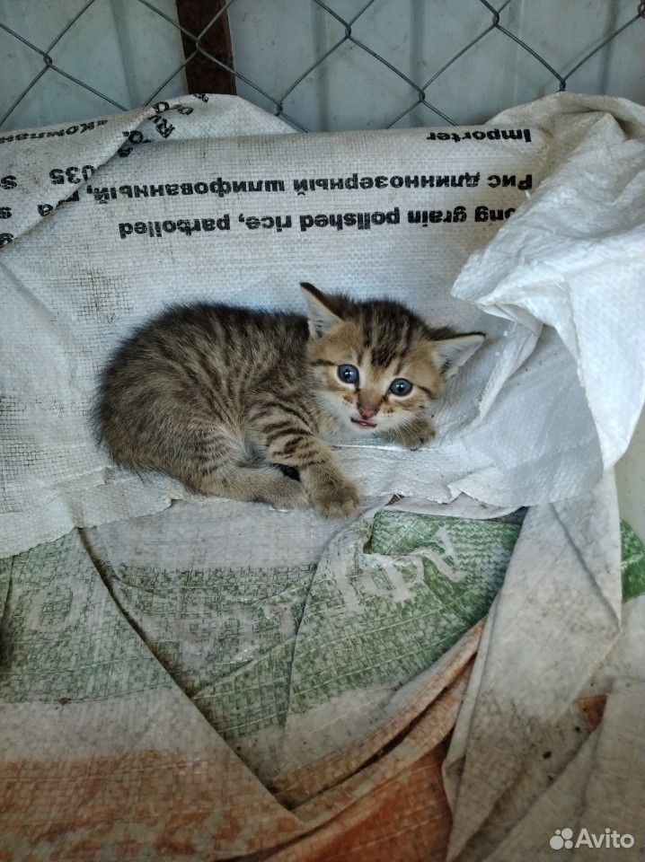 Милые котодетки в добрые ручки купить на Зозу.ру - фотография № 2