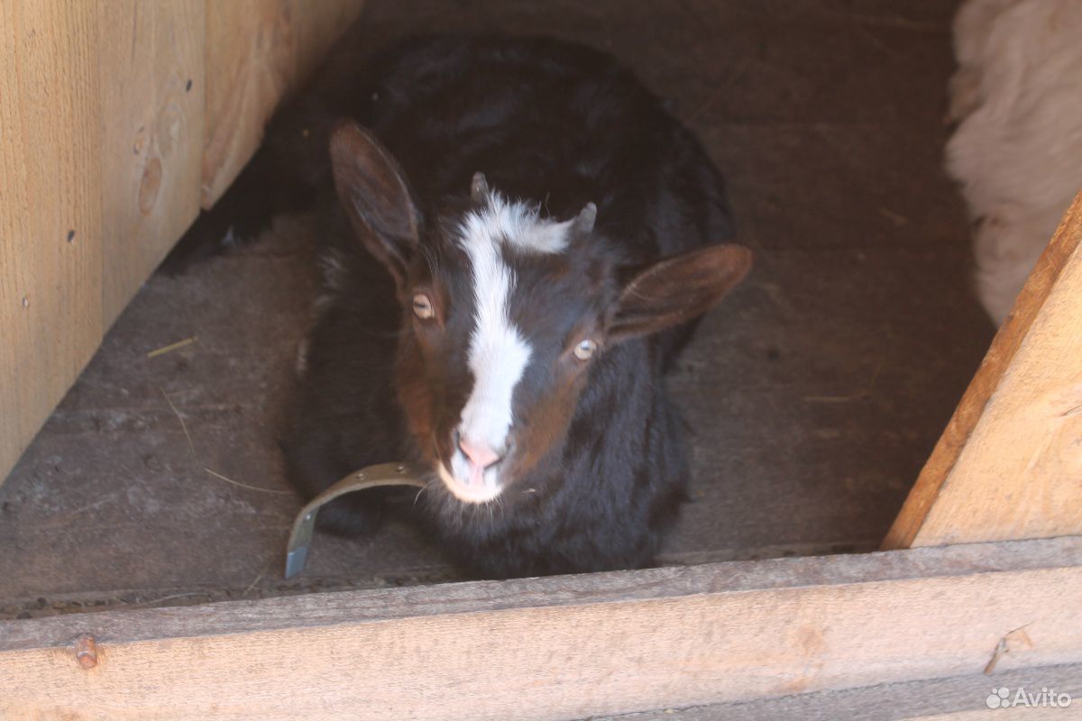 Молодая козочка,козлик,взрослый козел,дойная коза купить на Зозу.ру - фотография № 2