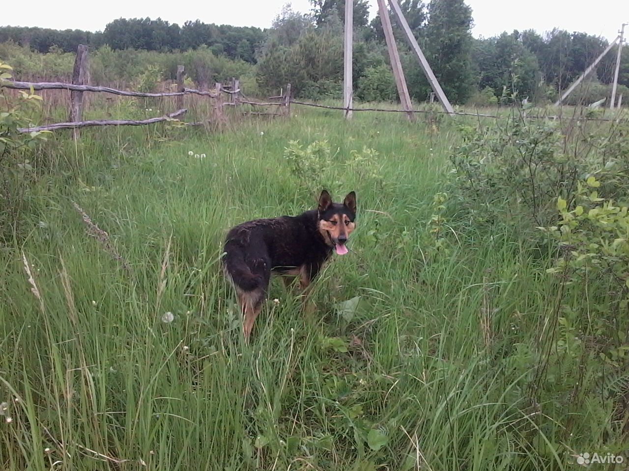 Прекрасный пёс для охраны и охоты ждёт хозяина купить на Зозу.ру - фотография № 2
