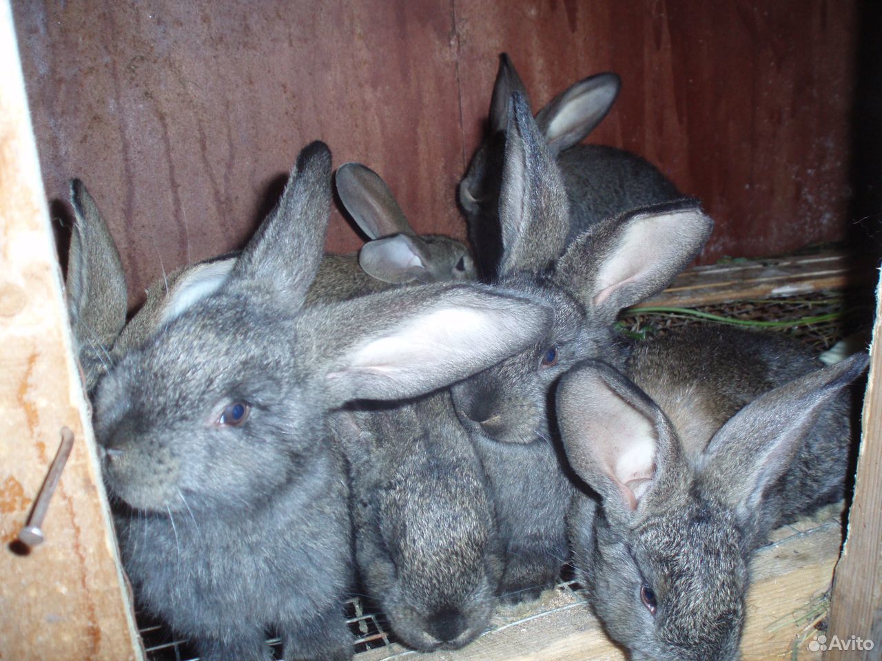 Кролики крупные купить на Зозу.ру - фотография № 1