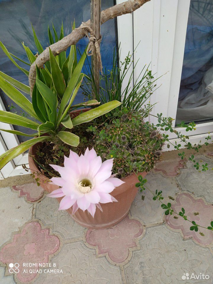 Продам цветущий кактус купить на Зозу.ру - фотография № 2