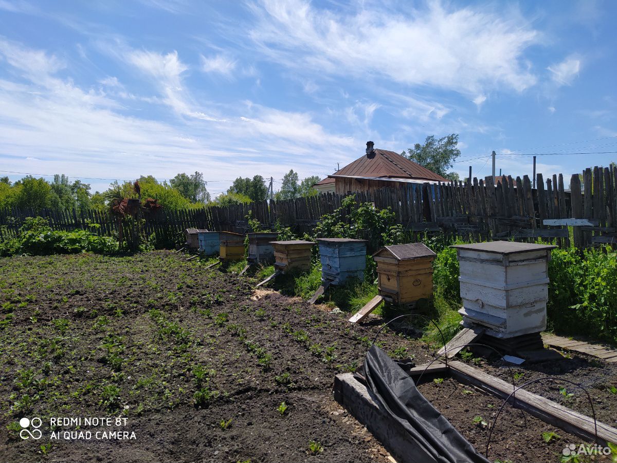 Продажа пчел, пчелосемей, инвентарь купить на Зозу.ру - фотография № 1