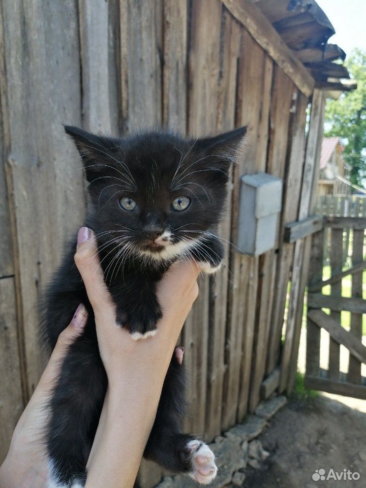 Отдам в добрые руки малышей котяток купить на Зозу.ру - фотография № 4