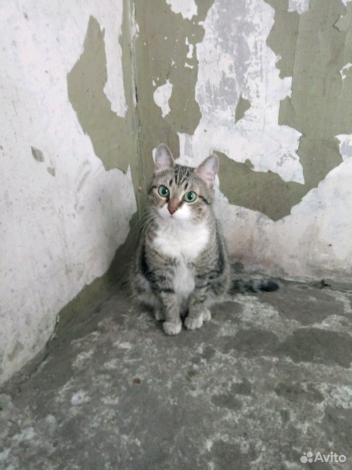 Приблудилась кошка купить на Зозу.ру - фотография № 1