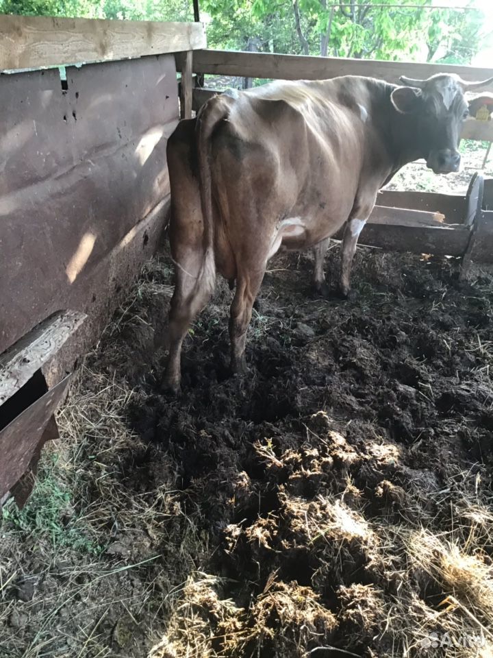 Коровы, бык купить на Зозу.ру - фотография № 2