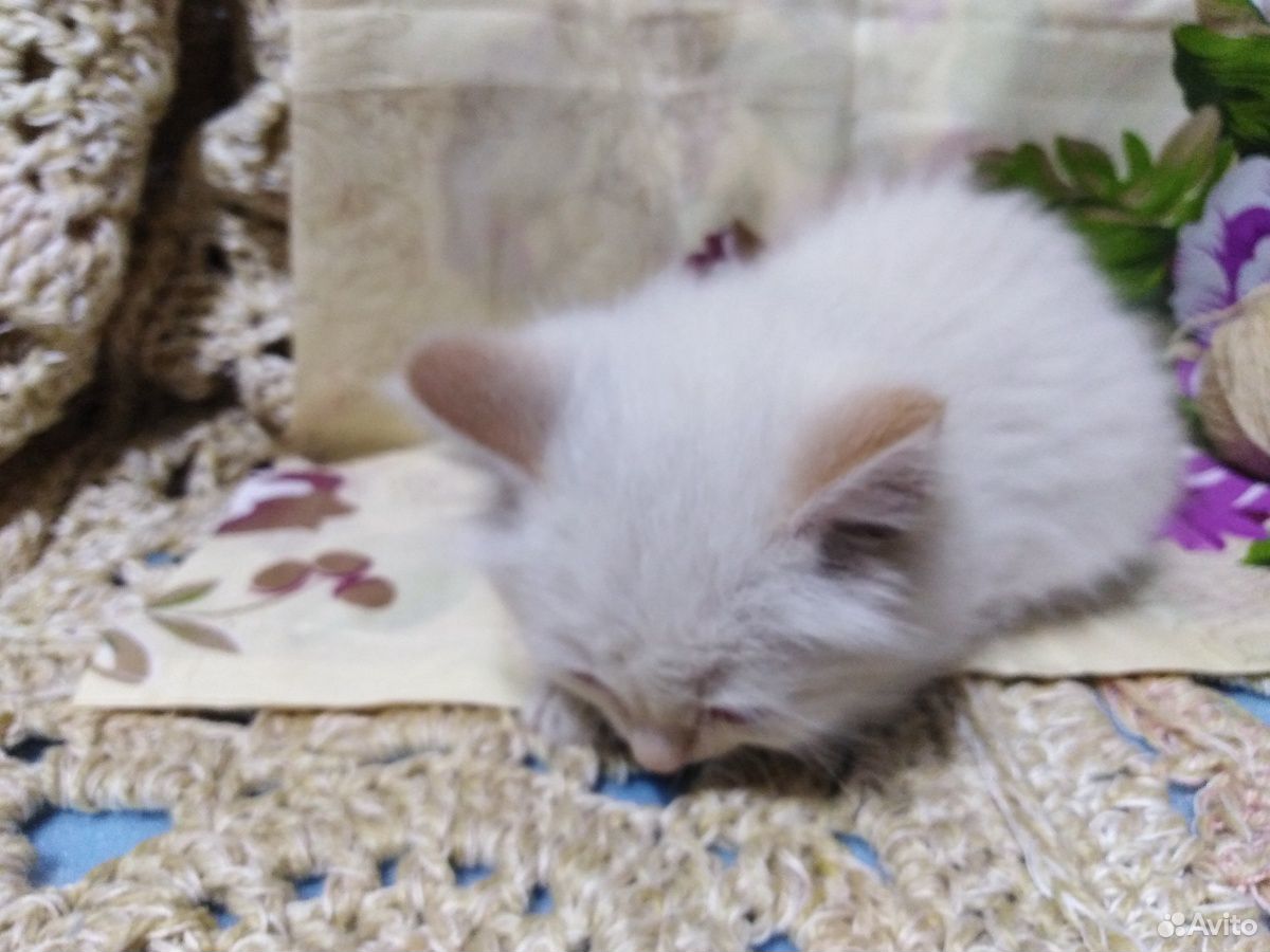 Белый котенок купить на Зозу.ру - фотография № 2