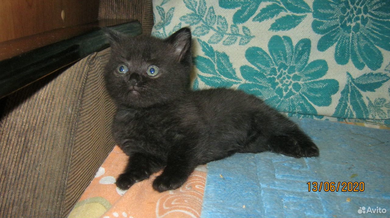 Черный-красивый,котенок-мальчик по кличке Айнанэ купить на Зозу.ру - фотография № 1