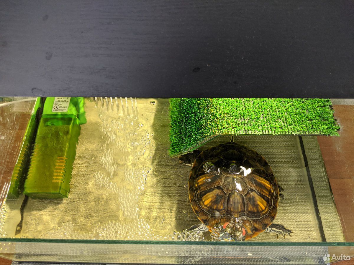 Черепаха с аквариумом купить на Зозу.ру - фотография № 2