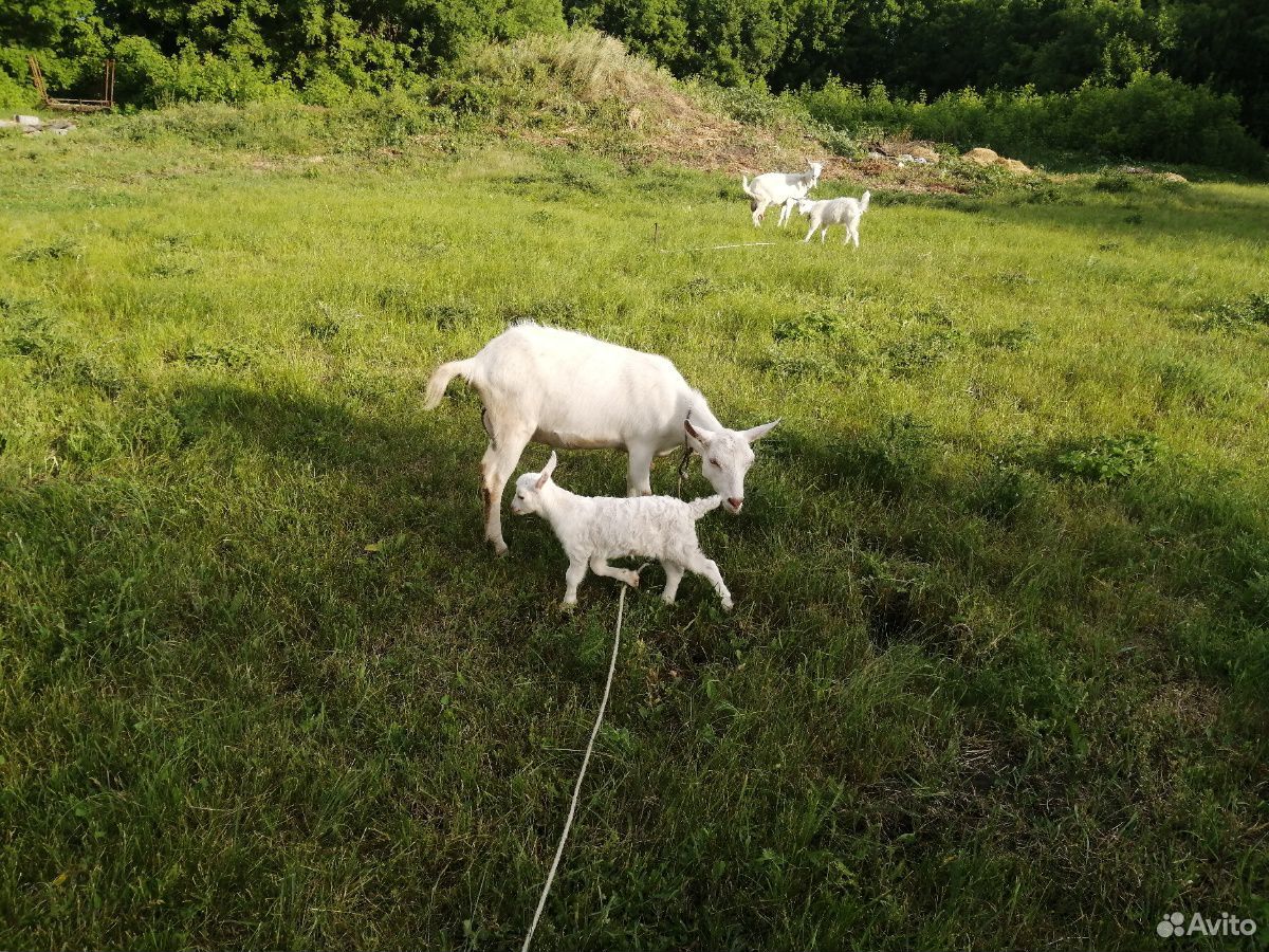 Продам заанинских коз, одна с третьим окотом, втор купить на Зозу.ру - фотография № 2