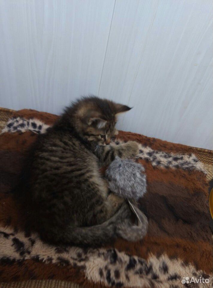 Котёнок Тишка купить на Зозу.ру - фотография № 3