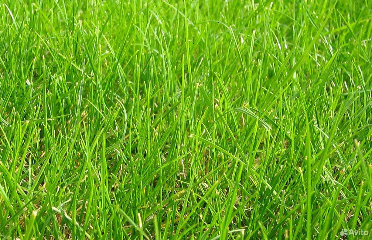 газонная трава название и фото