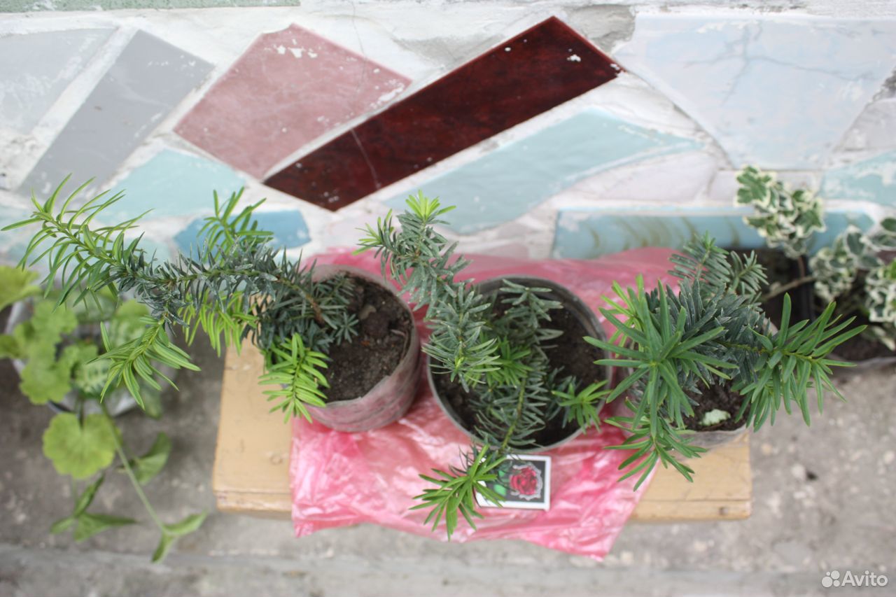 Тис - вечнозеленое хвойное дерево (кустарники) купить на Зозу.ру - фотография № 4