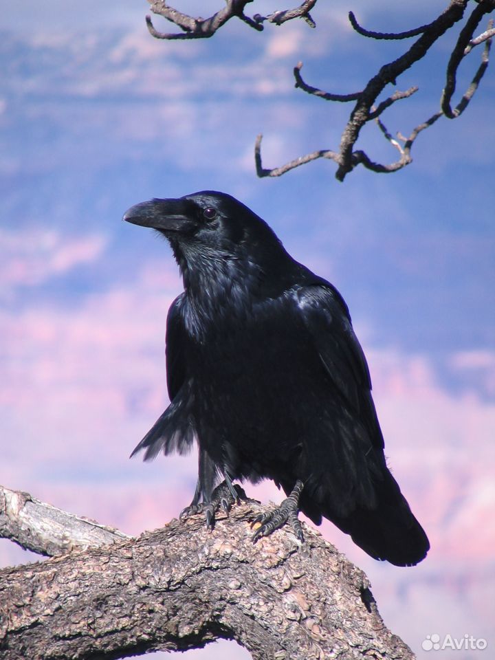 Возьму птенца чёрного ворона купить на Зозу.ру - фотография № 1