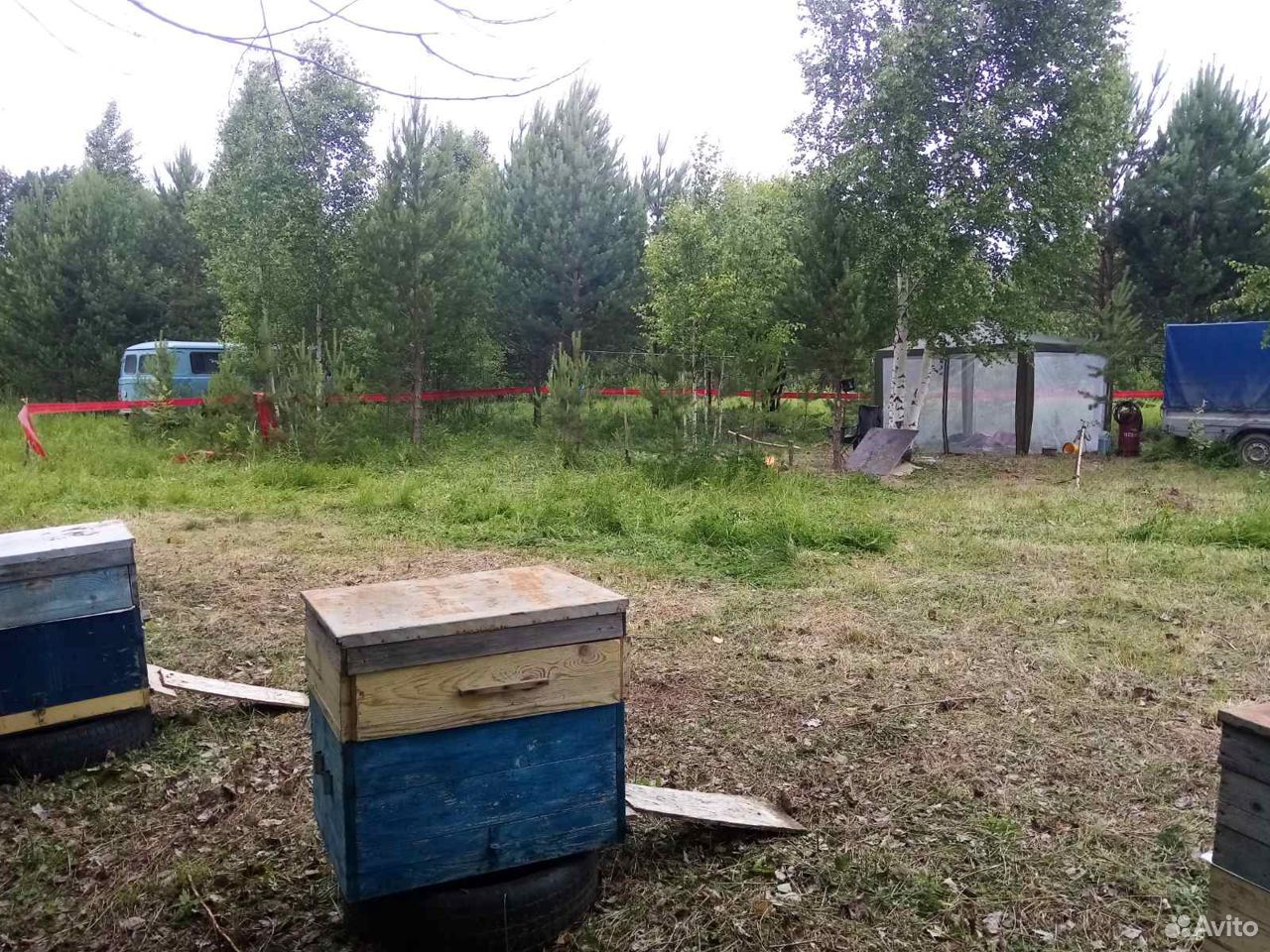 Пасека пчёл"карника" с мёдом купить на Зозу.ру - фотография № 5