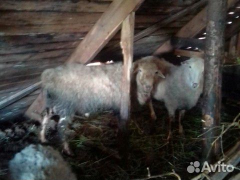 Небольшое стадо овец купить на Зозу.ру - фотография № 1