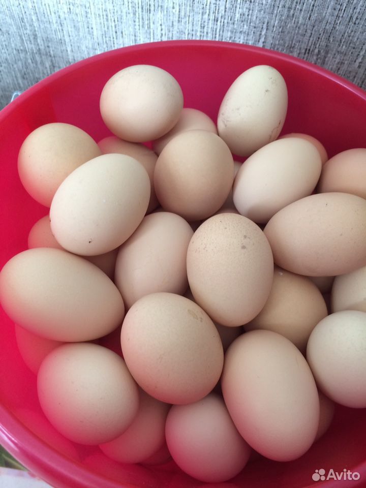 Яйцо домашних кур купить на Зозу.ру - фотография № 1