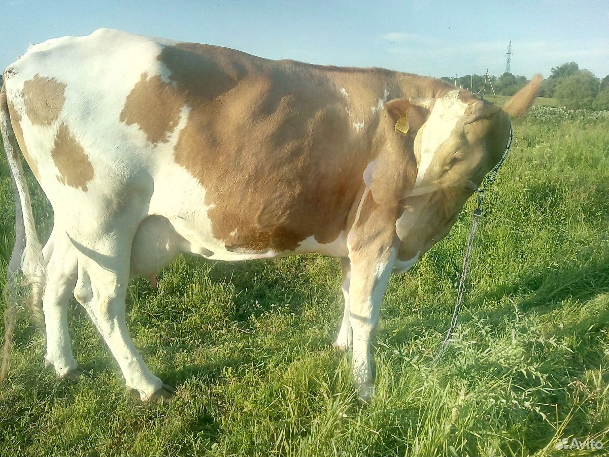 Корова симентальской породы купить на Зозу.ру - фотография № 5